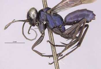 Media type: image;   Entomology 27660 Aspect: habitus lateral view